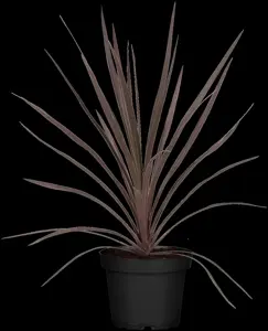 Cordyline austr. 'Red Star' - 3 Ltr pot - image 2
