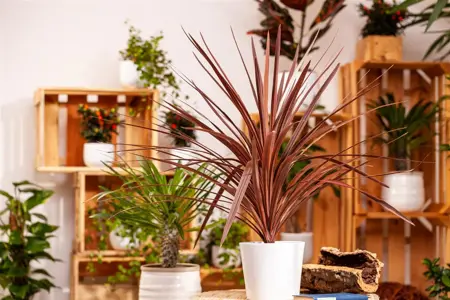 Cordyline austr. 'Red Star' - 3 Ltr pot - image 4