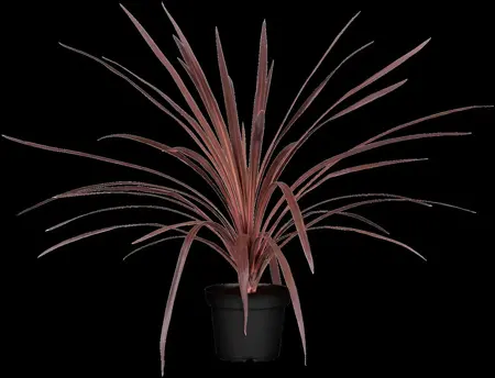 Cordyline austr. 'Red Star' - 2 Ltr pot - image 1