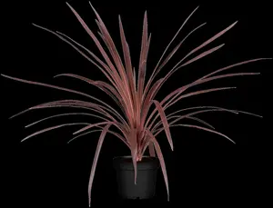 Cordyline austr. 'Red Star'