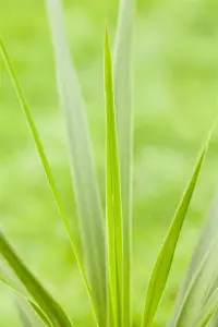 Cordyline australis - 3 Ltr pot - image 4