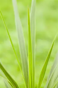 Cordyline australis - 80-100 CM C20 - image 4
