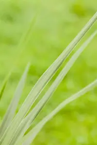 Cordyline australis - 100-125 CM C20 - image 5