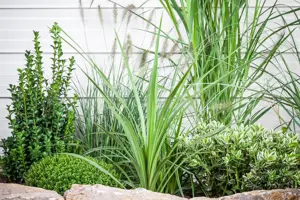 Cordyline australis - 3 Ltr pot - image 5