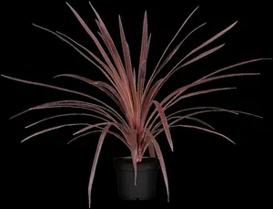 Cordyline australis - 80-100 CM C20 - image 1