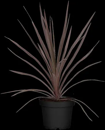 CORDYLINE AUSTRALIS RED STAR 17CM - image 2