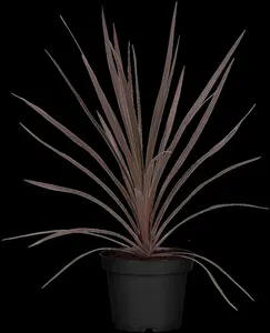 CORDYLINE AUSTRALIS RED STAR 17CM - image 2