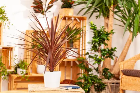 CORDYLINE AUSTRALIS RED STAR 17CM - image 5