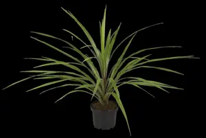 Cordyline ind. 'Peko'