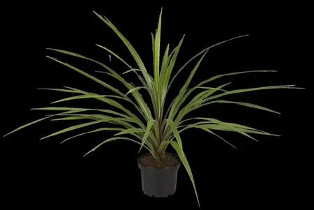 CORDYLINE INDIVISA PEKO 7.5L