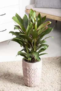 CORDYLINE RED STAR 1L - image 2