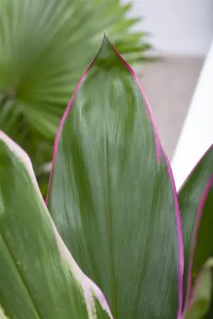 CORDYLINE RED STAR 1L - image 3