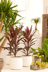 CORDYLINE RED STAR 1L - image 5