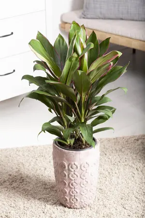 CORDYLINE RED STAR 2L - image 2