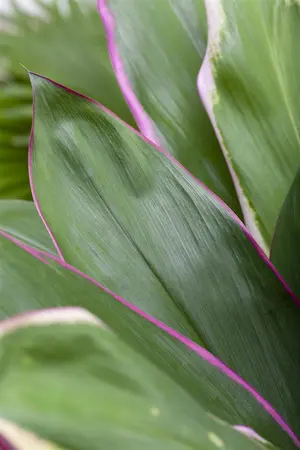 CORDYLINE RED STAR 2L - image 4