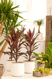 CORDYLINE RED STAR 2L - image 5