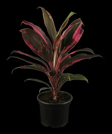 CORDYLINE RED STAR 1L - image 1