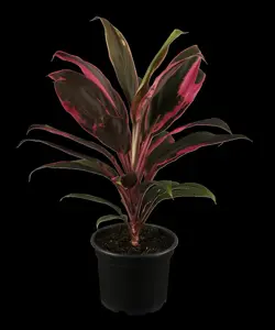 CORDYLINE RED STAR 1L - image 1