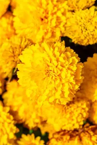 Coreopsis gr. 'Solanna Goldensphere' - P9 - image 2
