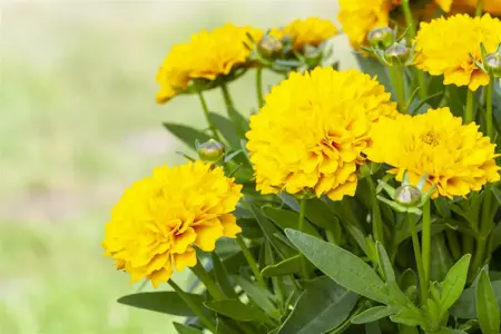 Coreopsis gr. 'Solanna Goldensphere' - P9 - image 1