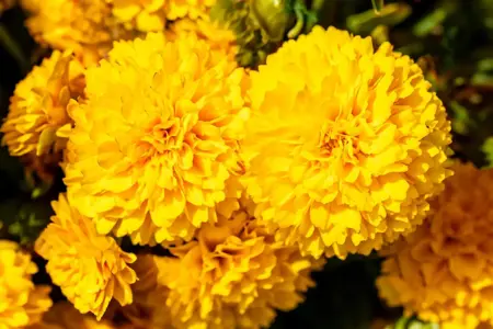 Coreopsis gr. 'Solanna Goldensphere' - P9 - image 3