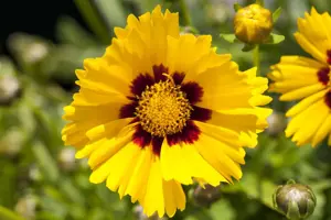Coreopsis gr. 'Sonnenkind'(Baby Sun)