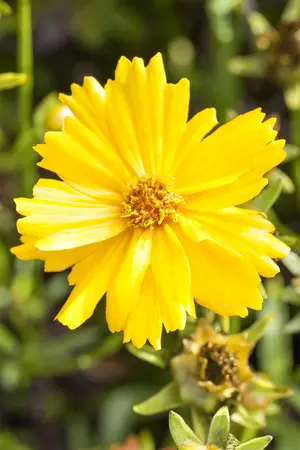 Coreopsis grand. 'Adiamo' - 2 Ltr pot - image 4