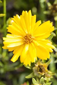 Coreopsis grand. 'Adiamo' - 2 Ltr pot - image 4