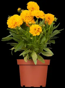 Coreopsis grand. 'Adiamo'
