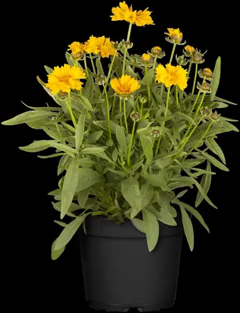 Coreopsis grand. 'Double the sun' - 2 Ltr pot - image 5