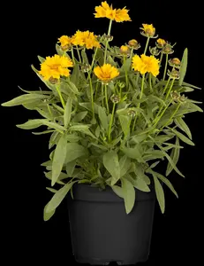 Coreopsis grand. 'Double the sun' - 2 Ltr pot - image 5