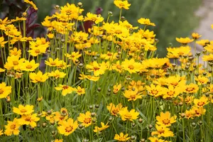 Coreopsis grand. 'Double the sun' - 2 Ltr pot - image 2
