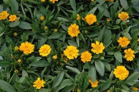 Coreopsis grand. 'Early Sunrise' - P9 - image 2