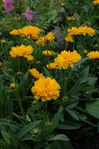 Coreopsis grand. 'Early Sunrise'