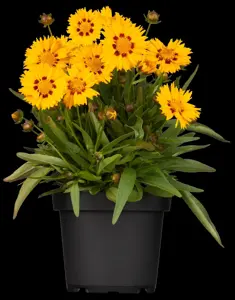 Coreopsis grand.'Sunfire'