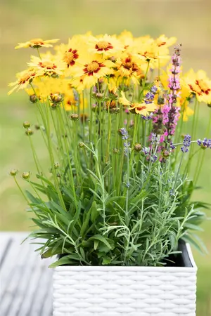Coreopsis grandiflora - P9 - image 4