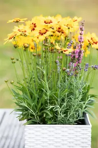 Coreopsis grandiflora - P9 - image 4