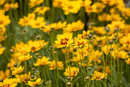 Coreopsis grandiflora - P9 - image 2