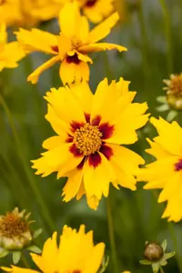Coreopsis lanceolata 'Sterntaler' - P9 - image 4