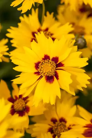 Coreopsis lanceolata 'Sterntaler' - P9 - image 3