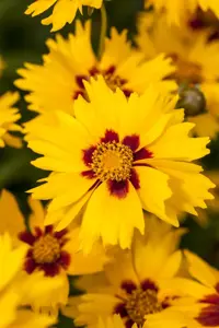 Coreopsis lanceolata 'Sterntaler' - P9 - image 3