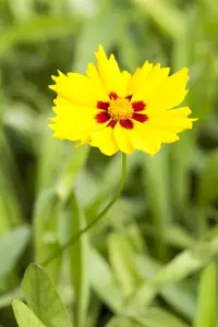 Coreopsis lanceolata 'Sterntaler' - P9 - image 4