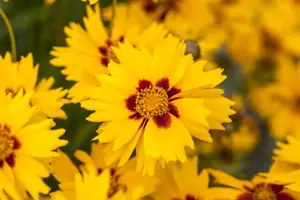 Coreopsis lanceolata 'Sterntaler' - P9 - image 2