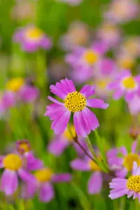 Coreopsis rosea 'American Dream' - P9 - image 3