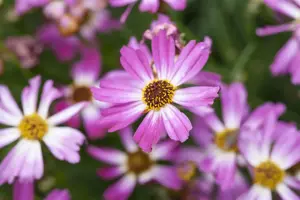 Coreopsis rosea 'American Dream'