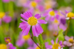Coreopsis rosea 'American Dream' - P9 - image 2