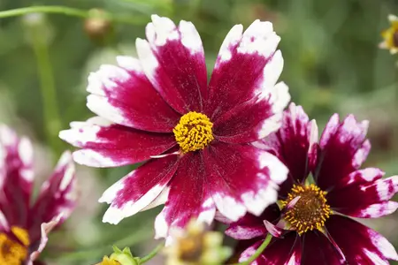Coreopsis 'Ruby Frost' - P9
