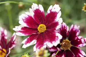 Coreopsis 'Ruby Frost'