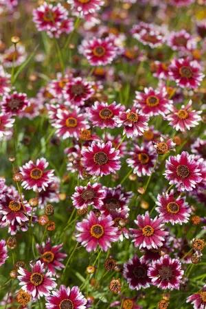 Coreopsis 'Tequila Sunrise' - 3 Ltr pot - image 4