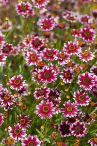 Coreopsis 'Tequila Sunrise' - 3 Ltr pot - image 4